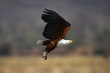 African fish eagle takes off on riverbank