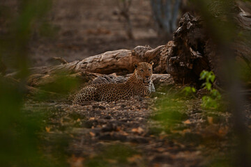 Male leopard lies beside log watching camera