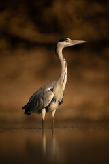 Grey heron stands beside pond facing right