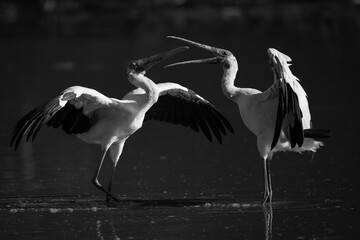 Mono two yellow-billed storks squabbling in shallows