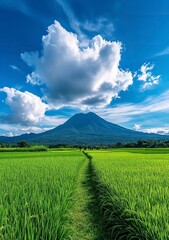 A photo of the grassy peak of Mount Arayat in Kalung, tanjil r&Atilde;&laquo;a with blue sky and white clouds. In front is an endless rice field.