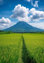 Fototapeta premium A photo of the grassy peak of Mount Arayat in Kalung, tanjil rÃ«a with blue sky and white clouds. In front is an endless rice field.