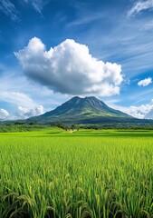 Fototapeta premium A photo of the grassy peak of Mount Arayat in Kalung, tanjil rÃ«a with blue sky and white clouds. In front is an endless rice field.