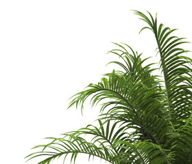 Tropical palm leaves isolated on transparent background. Palm Tree Branch PNG background. Areca palms leaves. palm leaf PNG, green leaf, tropical leaves. cutout isolate palm foliage PNG. Cascade palm.