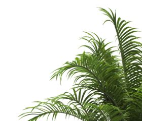 Tropical palm leaves isolated on transparent background. Palm Tree Branch PNG background. Areca palms leaves. palm leaf PNG, green leaf, tropical leaves. cutout isolate palm foliage PNG. Cascade palm.
