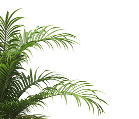 Tropical palm leaves isolated on transparent background. Palm Tree Branch PNG background. Areca palms leaves. palm leaf PNG, green leaf, tropical leaves. cutout isolate palm foliage PNG. Cascade palm.