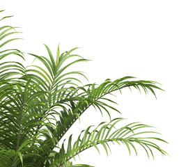 Tropical palm leaves isolated on transparent background. Palm Tree Branch PNG background. Areca palms leaves. palm leaf PNG, green leaf, tropical leaves. cutout isolate palm foliage PNG. Cascade palm.