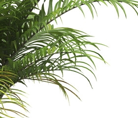 Obraz premium Tropical palm leaves isolated on transparent background. Palm Tree Branch PNG background. Areca palms leaves. palm leaf PNG, green leaf, tropical leaves. cutout isolate palm foliage PNG. Cascade palm.