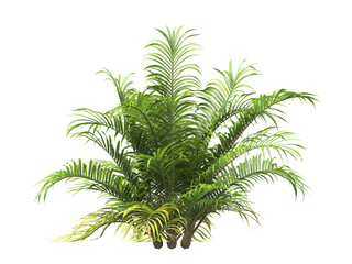 Single palm Tree PNG isolated on transparent background. big old palm plant with large green leaves. Areca Palm. Cascade palm Plant. Chamaedorea. bamboo palm. PNG bush or shrub outdoor plant.