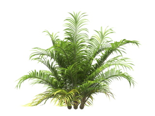 Single palm Tree PNG isolated on transparent background. big old palm plant with large green leaves. Areca Palm. Cascade palm Plant. Chamaedorea. bamboo palm. PNG bush or shrub outdoor plant.
