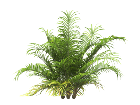 Single palm Tree PNG isolated on transparent background. big old palm plant with large green leaves. Areca Palm. Cascade palm Plant. Chamaedorea. bamboo palm. PNG bush or shrub outdoor plant. - Powered by Adobe