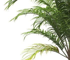 Tropical palm leaves isolated on transparent background. Palm Tree Branch PNG background. Areca palms leaves. palm leaf PNG, green leaf, tropical leaves. cutout isolate palm foliage PNG. Cascade palm.