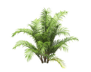 Single palm Tree PNG isolated on transparent background. big old palm plant with large green leaves. Areca Palm. Cascade palm Plant. Chamaedorea. bamboo palm. PNG bush or shrub outdoor plant.