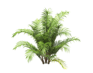 Single palm Tree PNG isolated on transparent background. big old palm plant with large green leaves. Areca Palm. Cascade palm Plant. Chamaedorea. bamboo palm. PNG bush or shrub outdoor plant.
