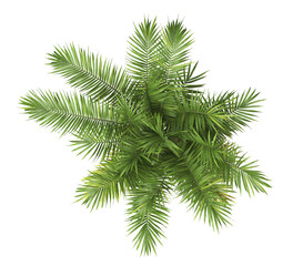 top view of palm Tree PNG isolated on transparent background. big old palm plant with large green...