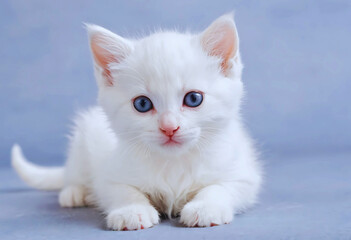 white cute Kitten
