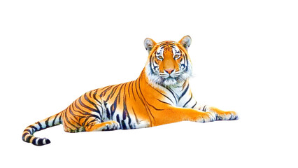 Fototapeta premium Set of A majestic Bengal tiger resting on a rock in the heart of a lush jungle on transparent png....