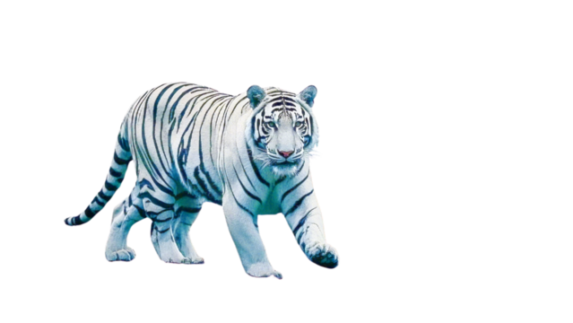 Set of A white tiger prowling through a dense forest, its powerful muscles rippling....