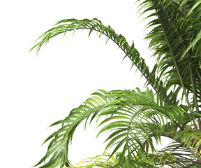 Tropical palm leaves isolated on transparent background. Palm Tree Branch PNG background. Areca...