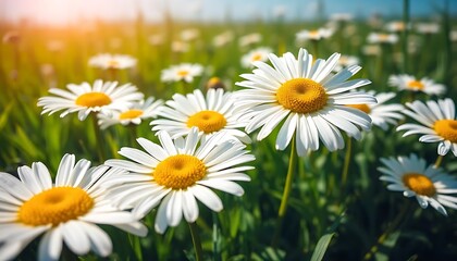 Fototapeta premium daisies in a field