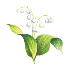 Watercolor Lilies of the Valley. Botanical illustration. Bouquet of primroses. Spring flowers.