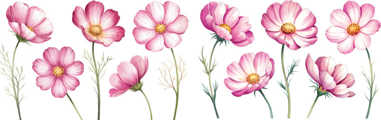 Watercolor Cosmos flowers and buds vector Illustrations. Pink cosmos flowers isolated on white background.