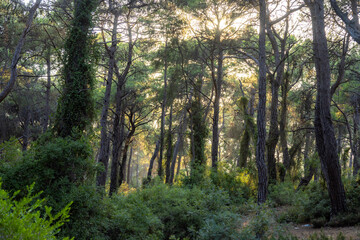 Fototapeta premium Sunny morning in the Sorgun Forest. Side, Manavgat, Antalya, Turkey 