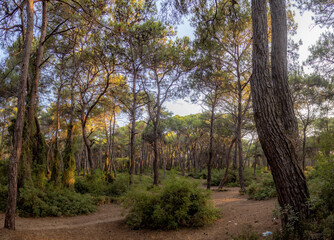 View of  the Sorgun Forest at sunny day. Side, Manavgat, Antalya, Turkey