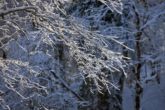 Snow-Covered Tree Branches in Winter