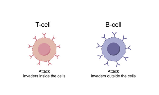 Cells of adaptive immune system. T cell and B cell. T- lymphocyte and B-lymphocyte. Vector illustration.