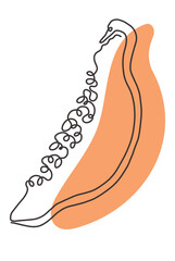 Papaya fruit concept. Orange papaya print. Tropical fruit illustration. Hand drawn line illustration. Minimalism. Poster with fruit. Vector illustration, orange color