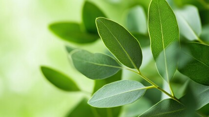 Fototapeta premium Lush green leaves, close-up, blurred background, nature backdrop, website design
