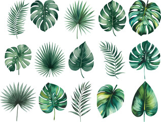 Watercolor Exotic tropical leaves Vcetor. Exotic plants, palm leaves, isolated on white background.