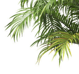 Tropical palm leaves isolated on transparent background. Palm Tree Branch PNG background. Areca palms leaves. palm leaf PNG, green leaf, tropical leaves. cutout isolate palm foliage PNG. Cascade palm.
