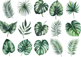 Naklejka premium Watercolor Exotic tropical leaves Vcetor. Exotic plants, palm leaves, isolated on white background.