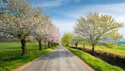 Scenic Spring Road – Tree-Lined Path with Fresh Green Foliage and Blooming Countryside Landscape