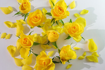 Yellow rose flowers, floral background, fresh bloom roses