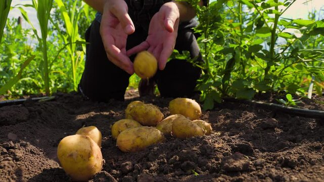 Crop farmer dropping new potatoes on ground