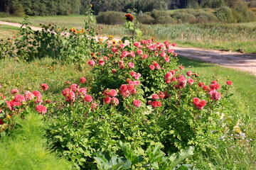 Red asters blooming in the garden on a sunny summer day