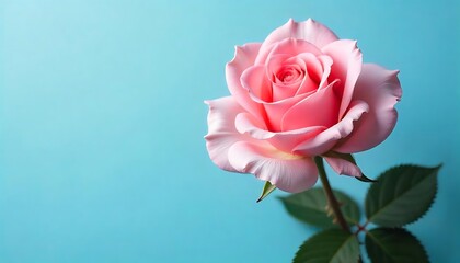 Fototapeta premium pink rose on blue background