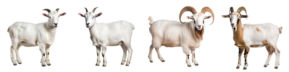 Fototapeta premium Goats of varying colors and sizes against a transparent background.