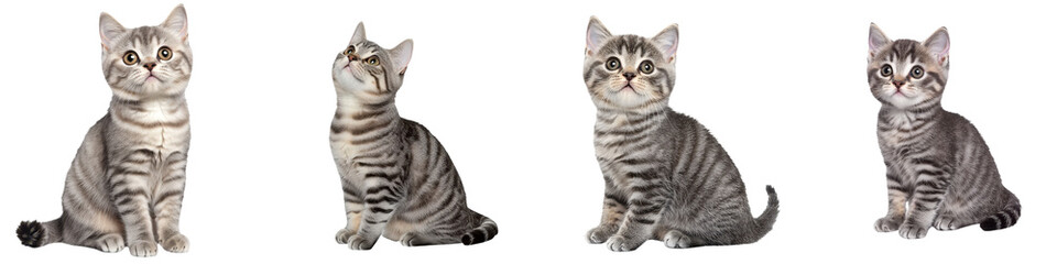 Obraz premium Adorable kittens sitting in various poses against a transparent background.