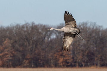 A Sandhill Crane With Wings Spread Open Prepares for Landing