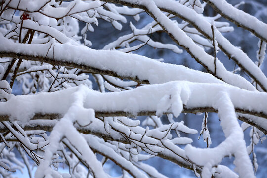 Frozen Tree Limbs with Fresh White Snow