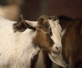 close up of a goat