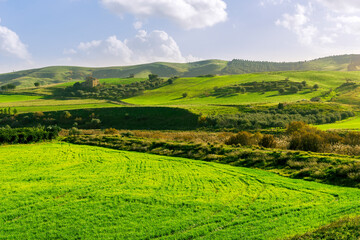 Obraz premium green landscape of spring field with green young grass and amazing hills on background