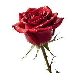 A close-up of a single red rose with water droplets on a transparent background PNG