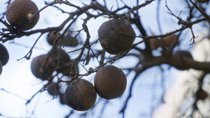 Dry oranges hanging on branches in murcia spain outdoors revealing signs of decay and desolation in nature captured vividly under a blue sky.