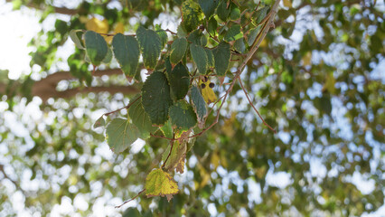 Sunlit leaves of a hackberry tree in murcia swaying gently with blurred natural background conveying tranquility outdoors.