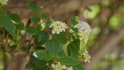 Lantana camara blooming in an outdoor garden in murcia, spain, featuring lush green leaves and delicate white and yellow flowers, capturing natural beauty and a serene atmosphere.